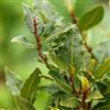 Vivaio di Castelletto Alloro Laurus nobilis pianta aromatica sempreverde da siepe in vaso ø19 cm h. 80/100 cm Vivaio di Castelletto