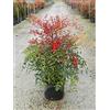 Vivaio di Castelletto Nandina domestica Bambù Sacro pianta sempreverde in vaso ø28 cm h. 60/80 cm Vivaio di Castelletto