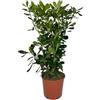 Vivaio Garden Forest, Pittosporum tobira - 50 piante di Pitosforo sempreverde per siepi compatte, Foglie lucide verde scuro e fiori bianchi profumati primaverili