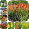 Generic Acquista semi di Giglio Torcia - resistenti per luoghi soleggiati vecchie varietà da esterno resistenti esotiche serre da balcone semi di selvatici rare 200pcs