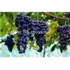 Generic Semi di uva fresca per piantare blu confezione da 100 semi
