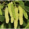 Vivaio Garden Forest Gelso Bianco del Pakistan Morus Saharanpur H 160 cm