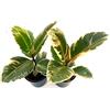 POWERS TO FLOWERS - FICUS ROBUSTA TINEKE, 2 PIANTE IN VASO CERAMICA NERO, vaso 12cm, piante vere