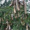 Generic Semi di tamarindo - esotiche da semi di rari regali per gli amanti del giardino giardino da nani resistenti fresca balcone roccioso 100pcs