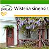 SAFLAX - Glicine - 4 semi - Con substrato - Wisteria sinensis