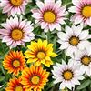 Legutko Fiore del tesoro, Gazania mescolare semi - Gazania rigens