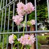 Generic 200 pz Semi di saponaria - Saponaria officinalis - Regali per vasi per piante per gli amanti del giardino piccoli regali regalo per il giardino delle erbe semi di prato fiorito fiori