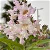 AMDGarden Pianta di Chitalpa Pink Dawn Fiore Trombetta Rosa per Esterni h 100 cm in Vaso 18 cm
