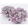 POWERS TO FLOWERS - CALLISIA ROSATO PINK, 2 PIANTE, vaso 12cm diametro, piante vere
