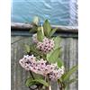 Generico Pianta di Hoya Carnosa Fiori di cera-porcellana Pink, vs20 H110cm