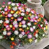 Generic Delosperma Hardy Hybrid Color Mix 10 Fresh Seeds