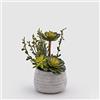 EDG Vaso in Ceramica con PIANTA GRASSA H26 Colore : Verde