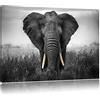 Pixxprint Magnifico Elefante Stampa su Tela 100x70 cm Artistica murale