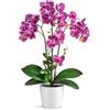 PASCH® Orchidee artificiali in vasi di ceramica lucida (46 cm), fiori artificiali come reali, orchidee artificiali in vaso (viola)