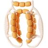 KiBcsLic Rullo massaggiante ergonomico a 29 Ruote, per Gambe, per Mano, Braccio, Polpacci, Polso, Orangina