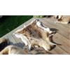 Generic Tappeto in vera pelle di renna, lussuoso tappeto da pavimento 110 cm x 140, White, Animalier