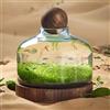 MegLob Acquario per Pesci Betta, Moderno Ed Elegante Acquario per Pesci Betta, Acquario in Vetro con Base in Legno, Piccolo Acquario per Pesci Rossi, Boccia in Vetro Ultra Trasparente,L