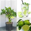 SAVINI VIVAI L'ARTE DI FARE NATURA SAVINI VIVAI Pianta di Agrumi Lime di Tahiti in Vaso da 20 cm Altezza 70 cm 2-3 Anni di innesto Made Italy