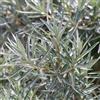 le Georgiche Vivai le Georgiche - Pianta vera di Hippophae rhamnoides - maschio Olivello spinoso - vaso Ø 15 cm - altezza alla vendita 40-60 cm