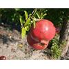 PRGA Melograno 1 PIANTA Produce Frutti GROSSI