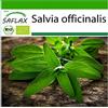 SAFLAX - BIO - Salvia - 60 semi - Salvia officinalis