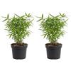 Bloomique - Set di 2 - Fargesia Rufa - Pianta di bambù - Non espansiva - Resistente all'inverno - Sempreverde - Piante da giardino - Altezza 20-40 cm - Vaso 14 cm