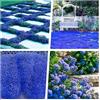 Generico 20.000+ di Timo Blu, Perenne copertura del terreno Timo serpillo, Resistente All'inverno e Facile da Pulire, Ideale per Architettura del Paesaggio Decorative