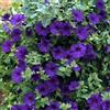 SVI Petunia (Nana Compacta) - l'assessore - 100 semi
