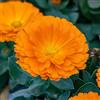 le Georgiche Calendula officinalis [Vaso Ø14cm]