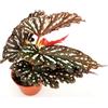 POWERS TO FLOWERS - BEGONIA MACULATA BLACK FOREST MINI, IDEALE PER TERRARIUM, vaso 5,5cm diametro, pianta vera