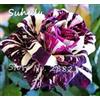 Generic SEMI -100 pezzi semi-rose à droite rose rare semi-floreali arcobaleno rose pétale plante bricolage du jardin domestique de couleur de l'impianto miscela 3