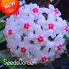 Generic Kalash Hoya Carnosa Graines de fleurs pour jardin, bianco, rosa, pacchetto da 100