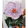 POWERS TO FLOWERS - HYBISCUS, IBISCO COLOR LAVANDA, VASO 14CM, FIORE XXL, pianta vera