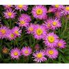 ASTER ALPINE PINK Aster Alpinus - 250 Bulk Seeds