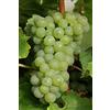 eGarden.store Pianta di Vite pianta di uva vigna da tavola pianta di uva innestata pianta vera di vite venduta da eGarden.store (Apirena Bianca)