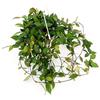 POWERS TO FLOWERS - HOYA LACUNOSA, pianta vera