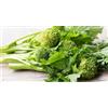 Generic 150 SEMI DI CIMA DI RAPA LECCESE