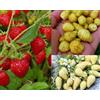 Vivai VALTELLINA 3x PIANTE DI FRAGOLA DI BOSCO RIFIORENTE VASO 10 3 VARIETA GIALLA, BIANCA E ROSSA