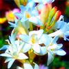Generic Bulbi di tubercoli tuberosa bianchi eleganti e belli adatti alla decorazione del giardino interno-5 bulbi