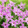 MHTSNW Lampadine Profumate,Bulbi Di Giglio Di Pioggia,Fiori Decorativi,Naturale, Salutare,Purificazione Dell'Aria,Lungo Periodo Di Fioritura-10 Bulbi-B