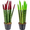 Bloomique - Set di 2 - Sansevieria Velvet Touch - Lingua di Suocera - Pianta da Interno - Purifica l'Aria - Molto Facile da Curare - Altezza 20-30 cm - Vaso 9 cm