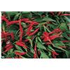 3 PIANTE IN VASO 10CM DI PEPERONCINO SUPER PICCANTE DIAVOLICCHIO CALABRESE