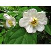 mediterranpiac Calycanthus chinensis, Gewürzstrauch, Chinese Allspice, 5 semi