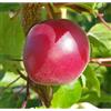 Generico Biricoccolo - Susincocco albero da frutto intermedio tra susino ed albicocco
