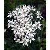 Generic 250 graines de légumes AGLIO CIPOLLINA Allium tuberosum