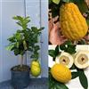 SAVINI VIVAI L'ARTE DI FARE NATURA SAVINI VIVAI Pianta di Cedro Albero di Agrumi Cedro Gigante in Vaso da 20 cm Altezza 70 cm 2-3 Anni di innesto Made Italy
