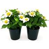 POWERS TO FLOWERS - ZINNIA BIANCA, 2 PIANTE VASO 13CM, pianta vera