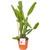 Fiori Commestibili BIO Pianta di PITAYA (ALTEZZA, 90-100 cm) - Il Frutto del Drago - Azienda agricola Carmazzi