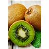 eGarden.store pianta di Kiwi albero di Kiwi varietà Jenny Autofertile in vaso Età 2 anni pianta vera di Kiwi venduta da eGarden.store
