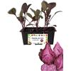 P. Piantine da Orto | Cappuccio Rosso a Punta, Pianta da Orto o Balcone Pronta al Trapianto, Kit da 6 Piantine, Pianta Vera da Esterno, Vivaio Italiano